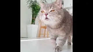 fashion walk 😂 #kitty #cute #cat #walking #cutecat