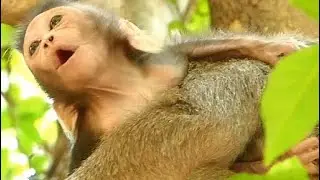 Kindapped Baby Monkey Quinton | Pity Poor Baby Screaming | Newborn Babies Monkey