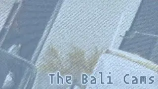 Bali's Thanksgiving Body Cam