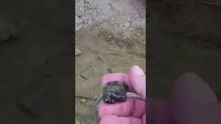 Texas Fossil Hunting Vertebrae 2