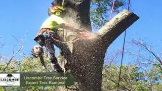 Liscombe Tree Service - Tree Service St Charles - Tree Trimming St Charles - Tree Removal St Charles