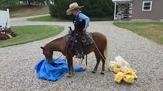 Glenn the pony- Lot 70 consigned to the Sept 6th Smokey Lane Stables Auction 