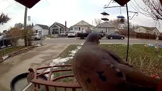 “Stillness Has Wings—Meet the Mourning Dove”