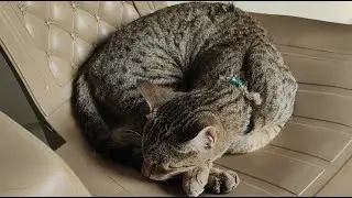 Cats World 🌍😻 is live