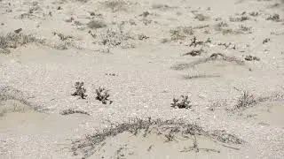 Habitat of Pelargonium crassicaule (Luderitz area, Namibia)