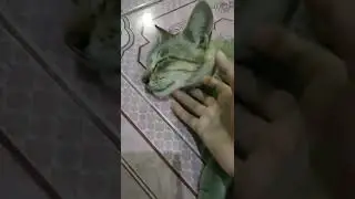 kucing Fadhil ni nananya miskan