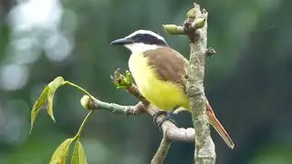 Great Kiskadee bird sound