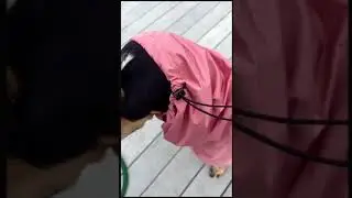 Unleashing Doggy Style with the Ultimate Raincoat 🤩✨