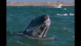 Baja California, Mexico Wildlife Slide Show