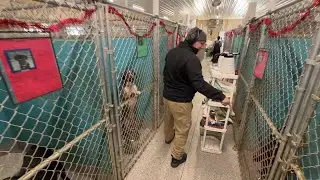 Trumbull County humane society 'overwhelmed' with 120 dogs in 57-dog shelter