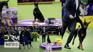 UNSEEN VIDEO: Doberman Pinscher Penny Wins Best in Show at Westminster Dog Show in New York | AO1B