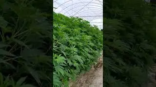 B.A. Botanicals Farm Tour