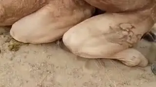 Camel loading @desertanimals123 #youtubeshorts #animals 