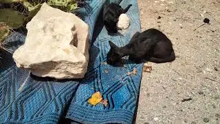 I tried to feed these cats that look like pharaoh cats
