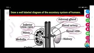 Draw a well labeled diagram of the excretory system of humans.