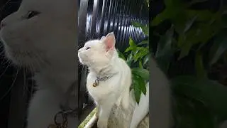Zinzan Si Kucing Pengintip - Aksi Menggemaskan yang Bikin Gemas!