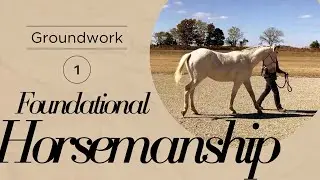 Leading Forward | Groundwork for Beginners and Green Horses | Preparation for Classical Groundwork