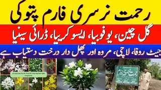 Wholesale Plants Market 2025 | Pattoki Nursery Farms | Online Plants wholesaler #plants #nursery