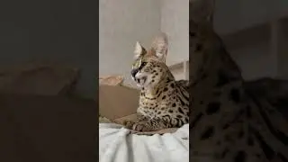 the box 😸