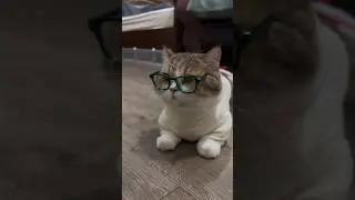Раздавлен комком пуха 😂