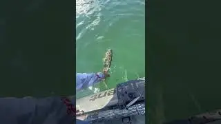 Giant spotted bass at lake Lanier #kayakfishingtips #bassfishing