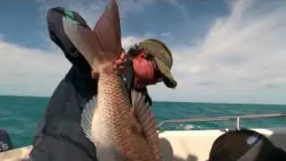 SNAPPER FISHING on lures -  triple hook-up 14.5kg giants!