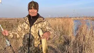 Окончательное закрытие летнего сезона. Ишим. Щука на живца и огромные окуни на поплавок!!!