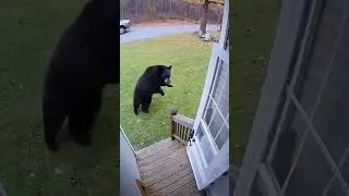 Heard playing dead saves you from bears?#usa🇺🇸#bear #funny #wildernesssurvival #wildlife