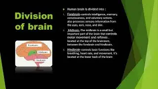 Human brain  Explained Simply 🤯 | Class 11 Biology | NCERT