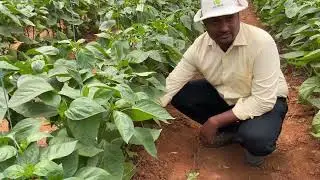 Vegetative and generative steering/ balance and irrigation in Sweet Pepper crop