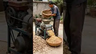 Peanut thresher#shorts #farmer #fruit #nature #agriculture  #farming