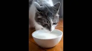 Cat drinking milk #cat #fyp