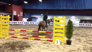 2008 Gelding by Cruising X Aran X Clover Hill - ISH schooling