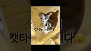 캣타워생긴 이쩨리🖤🐱 #아기 #고양이 #아기고양이 #고양이일상 #cat #길냥이 #초보집사 #냥이 #냥스타그램 #고양이일상 #냥춘기 #cat