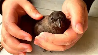 What happens when you save an injured bird?