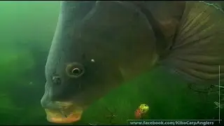 UNDERWATER  VIDEO - CARP MUFF GRASS ON MY SPOT LIKE A FAT COW !