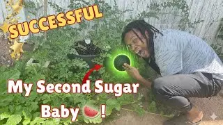 My First Time Growing Sugar Baby Watermelon 🍉 🌱!!
