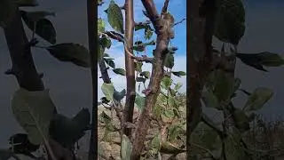 Rodni pupoljci kod &scaron;ljive #pruning #agriculture #fruitcutting #fruit #garden #fruits #agro #nature
