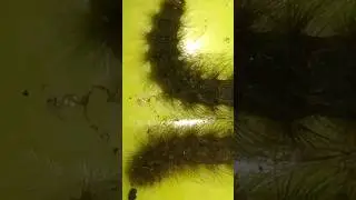 most dangerous worms in the world