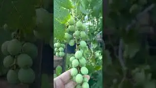 Grapes are almost ready to be picked #grape #foryoupage #nursery #gardening