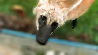 Saying hi to the rescued Maned Wolf pup
