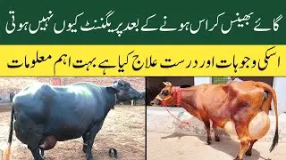 gaye bhains bar bar heat main kyun aa jati hai | dairy farming in Pakistan