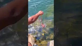 💀testing liquid that attracts fish #shorts #fishing