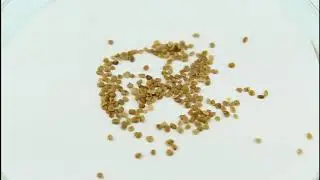 Семена Годжи / Lycium barbarum, ТМ OGOROD