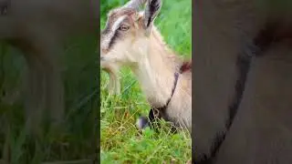 Cute Goat 🐐 #animals #animalnoises #animalsoud #funny #viralshort #cute #viralvideo #viralshortvideo