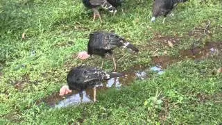 Turkey birds roaming and eating food