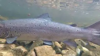 A Couple of Ferox Trout from 2019.