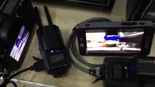 Paralinx triton