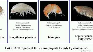 List of Arthropoda of Order Amphipoda Family Lysianassidae. alba nana gigantea decipiens gryllus