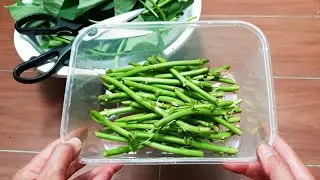 PLANTING SWEET POTATO FROM STEMS | propagate sweet potato greens from start to finish